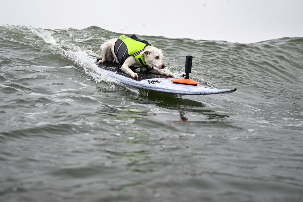 Sugar the Surfing Dog, famous for her love of the water, dies at 16