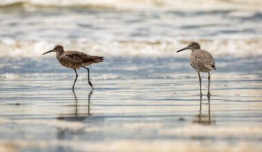 Two birds walking on beach in waves