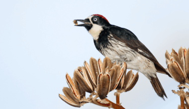 Birding talk, Berkeley Poetry Festival, sunset hike
