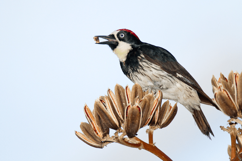 Birding talk, Berkeley Poetry Festival, sunset hike