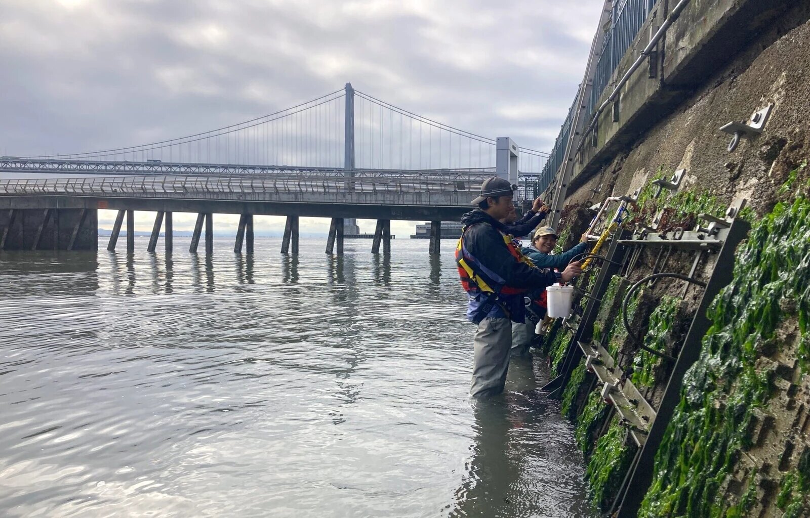 San Francisco's Revamped Seawall Will Teem With Life