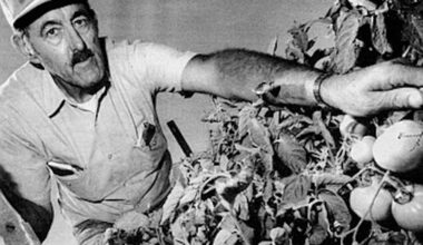 San Diego's famous tomatoes | San Diego Reader