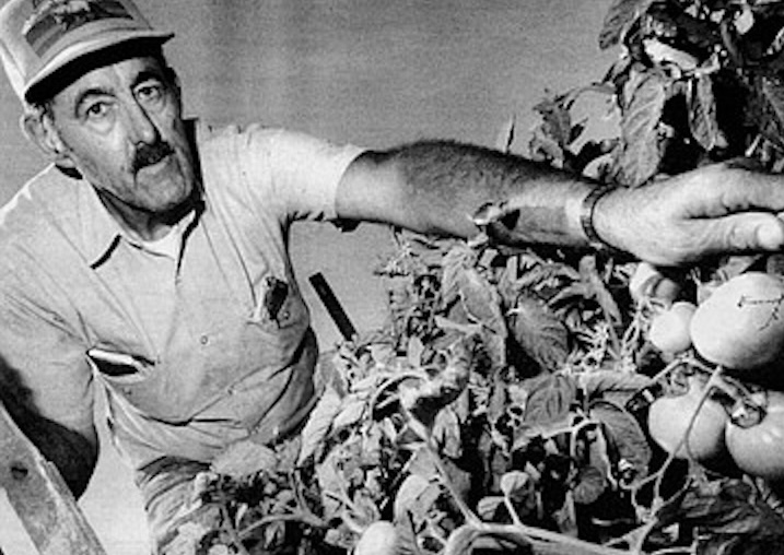 San Diego's famous tomatoes | San Diego Reader