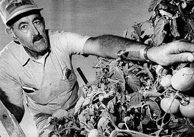 Al Steindorff “works on the premise of feeding the soil rather than feeding the plant.” - Image by Dave Allen