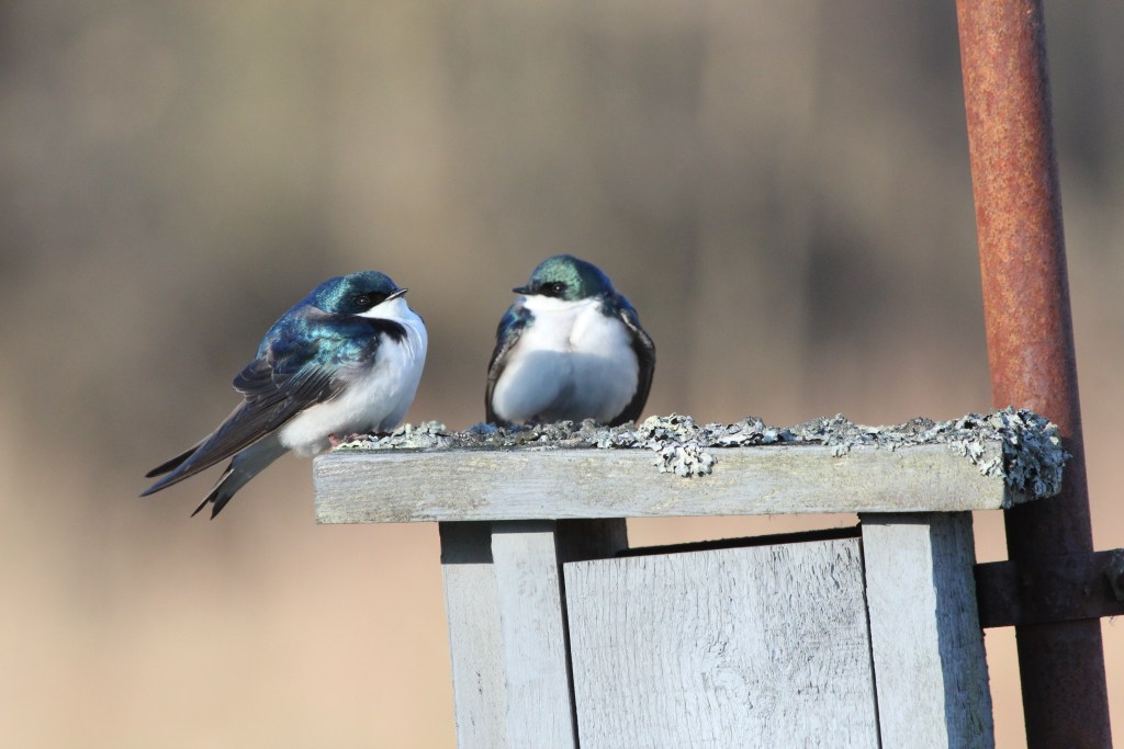 Two small birds with iridescent blue and white feathers perched on a weathered wooden surface, with a blurred background.
