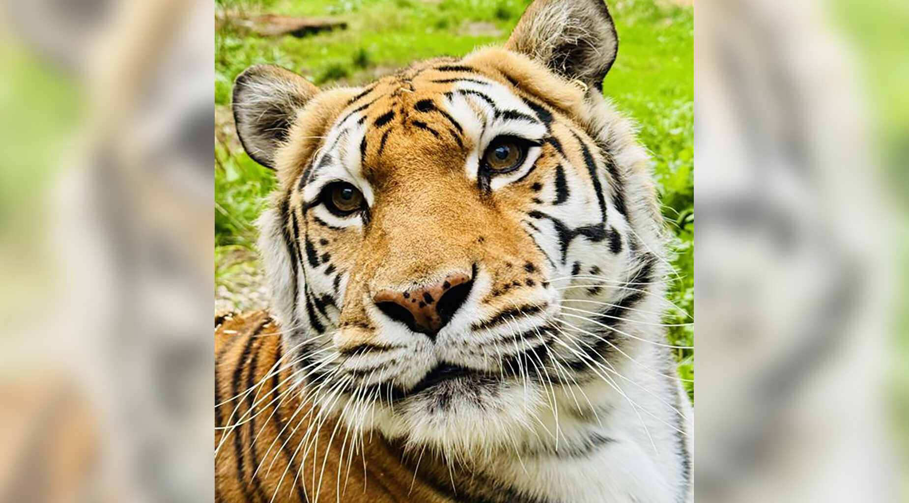 Oakland Zoo’s last tiger Mia euthanized following cancer diagnosis