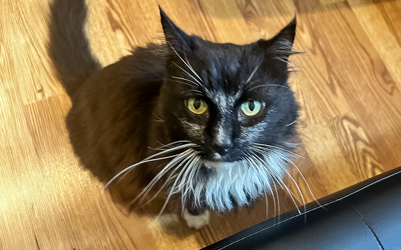 Aslan is the Berkeley-East Bay Humane Societyâs pet of the...