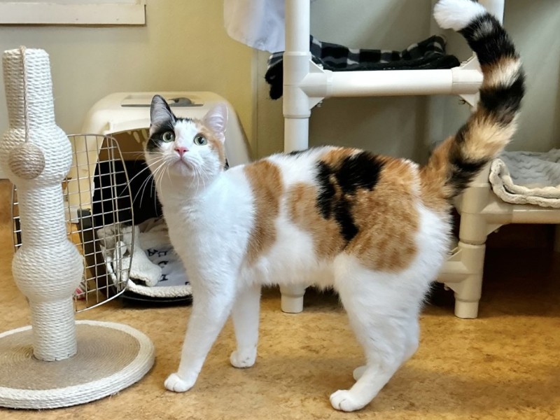 Poppet is the pet of the week at the East...