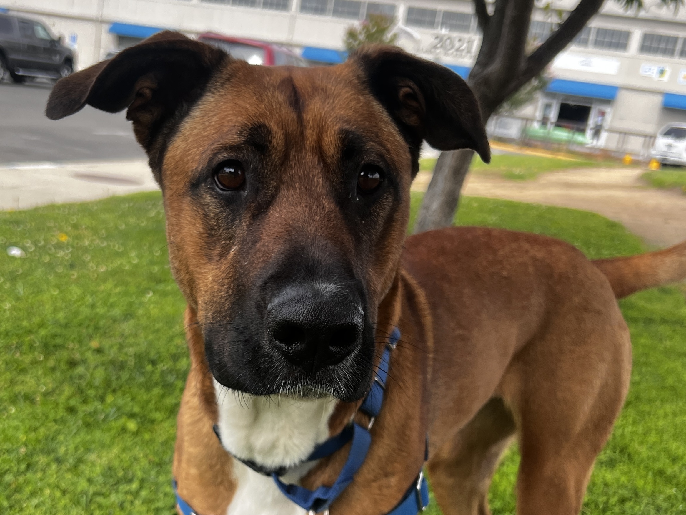 Moira is Friends of the Alameda Animal Shelterâs pet of...