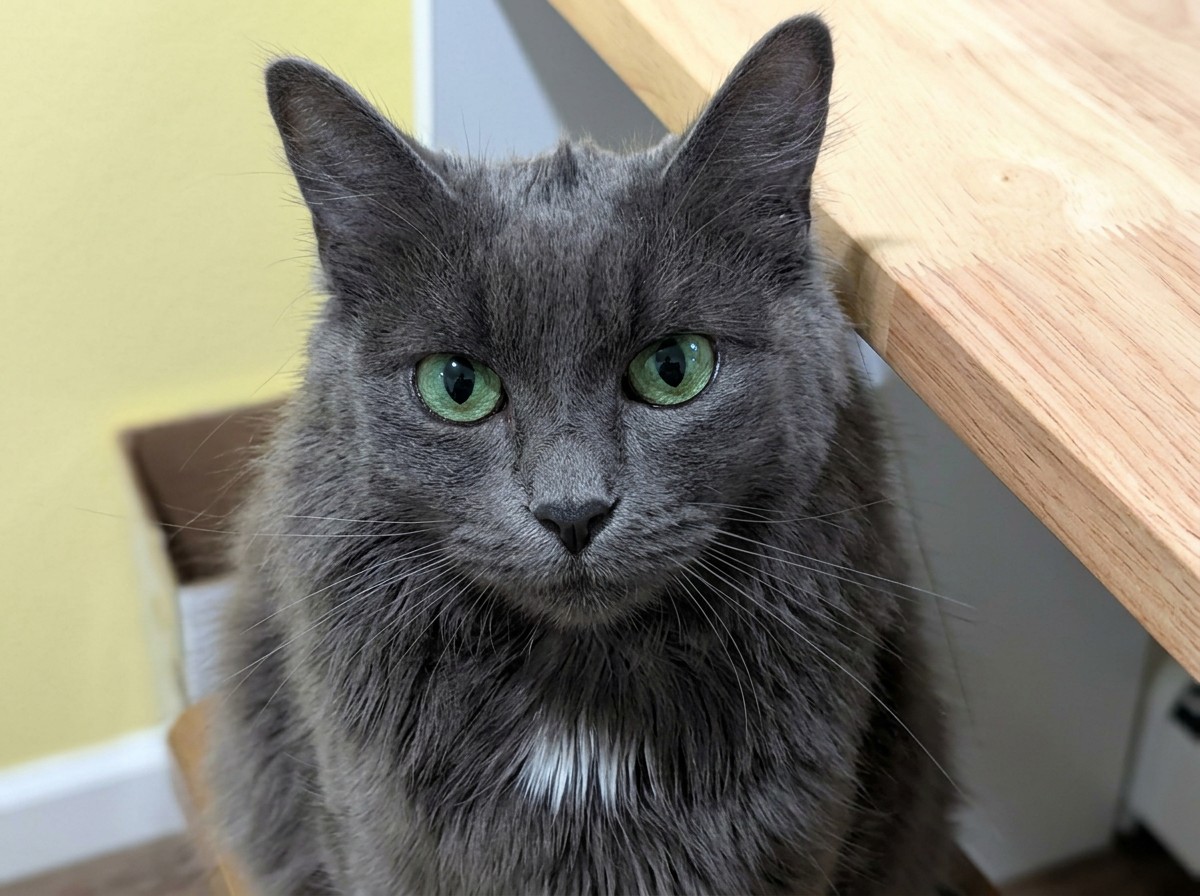 Hope is the pet of the week with Community Concern...