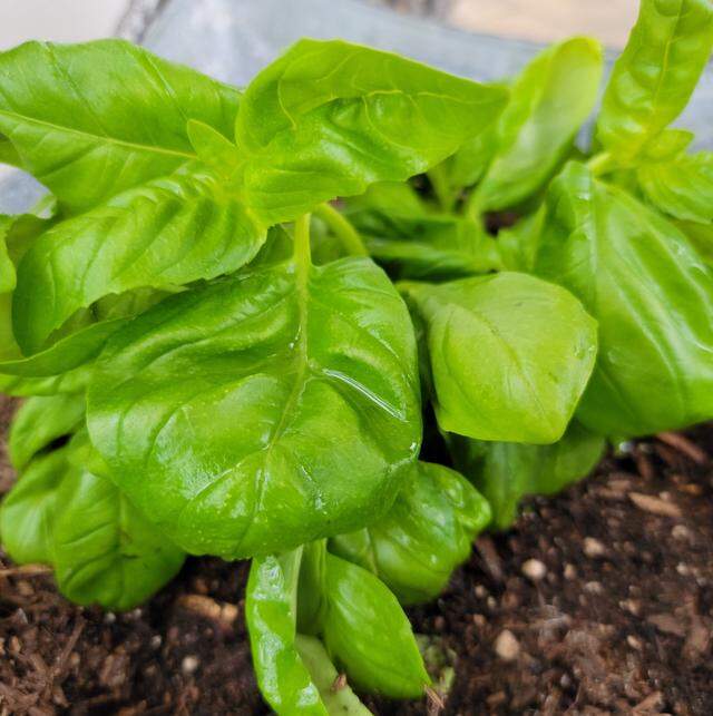 Basil is one of the easiest herbs to grow for new gardeners.