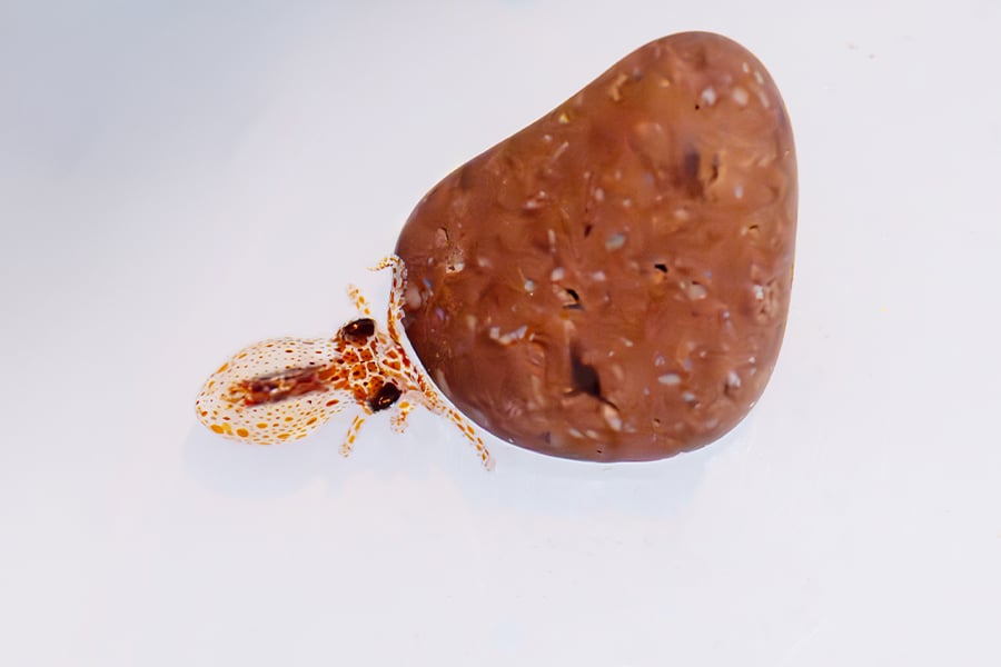 Birch Aquarium First Ever Red Octopus Settlement Success