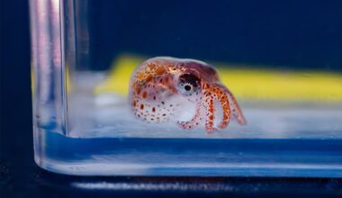 A tiny “settled” Red Octopus explores its surroundings.