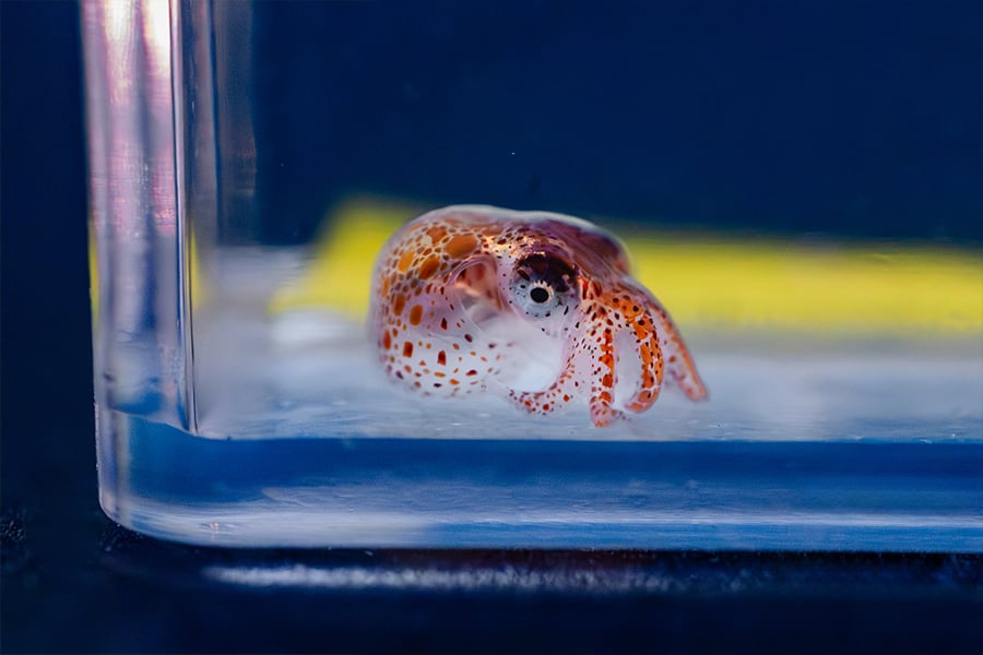 A tiny “settled” Red Octopus explores its surroundings.