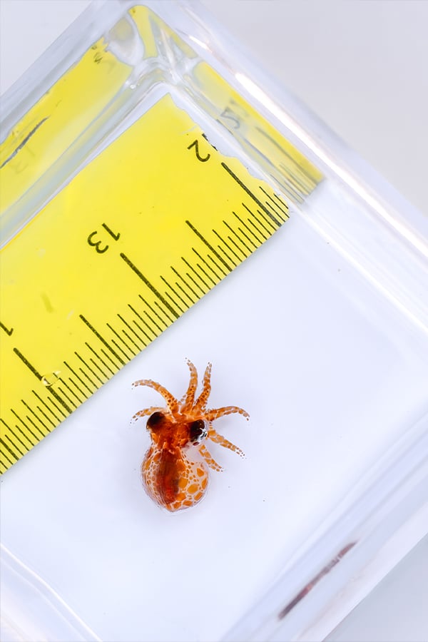 Birch Aquarium First Ever Red Octopus Settlement Success