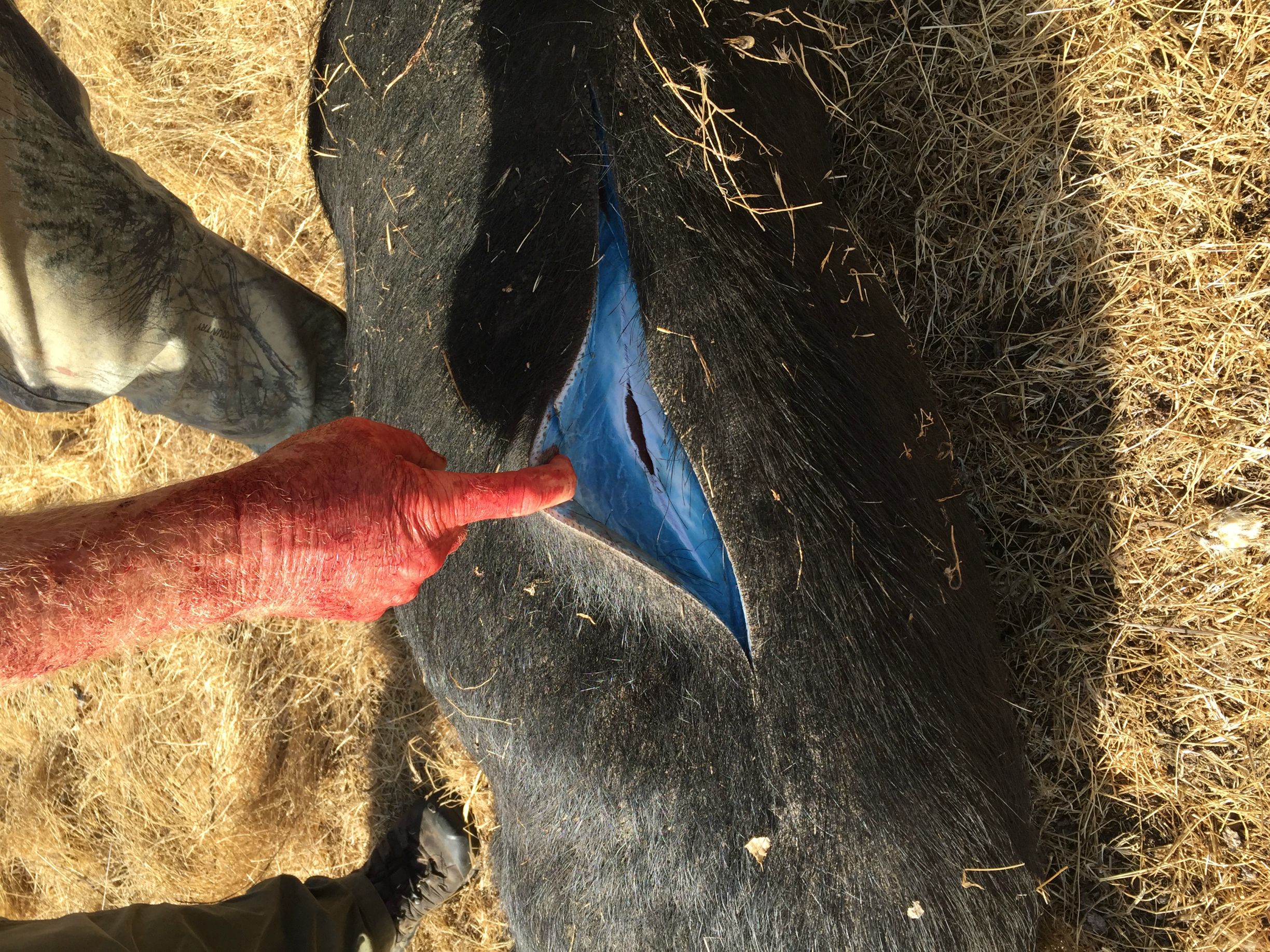 Black wild pig with skin pushed aside showing bright blue flesh.