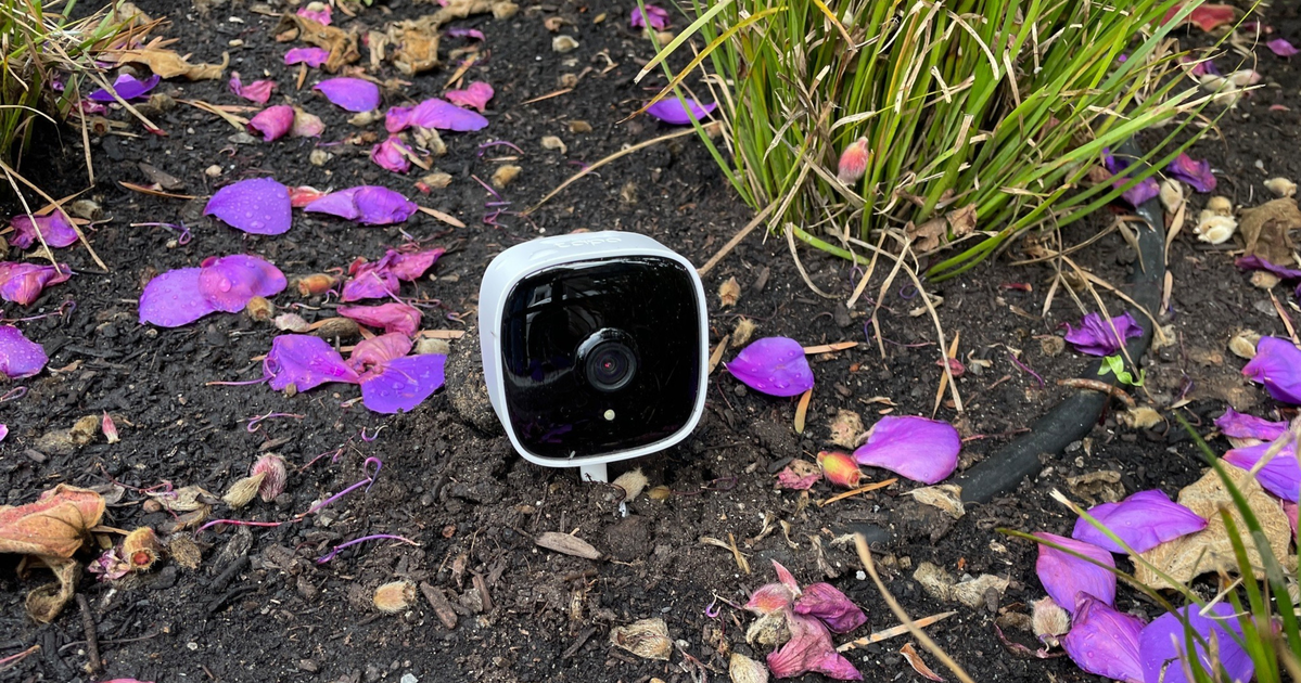 A small white and black security camera is placed on dark soil among scattered purple flower petals and some green grass.