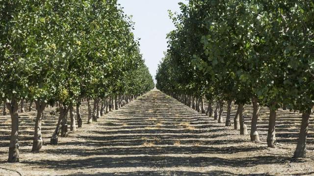 Rows of pistachio trees in the San Joaquin Valley.