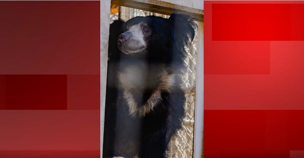 Sunset Zoo welcomes new resident Kartick