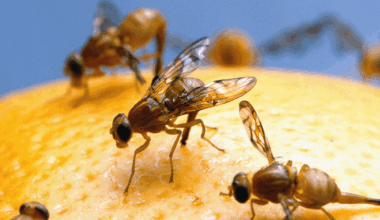 Officials declare a fruit fly quarantine in San Diego after invasive pest discovery