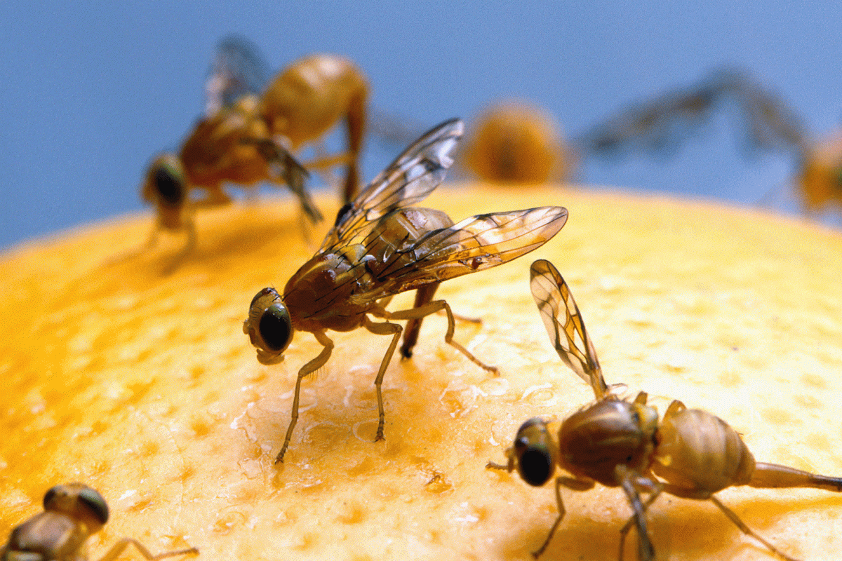 Officials declare a fruit fly quarantine in San Diego after invasive pest discovery