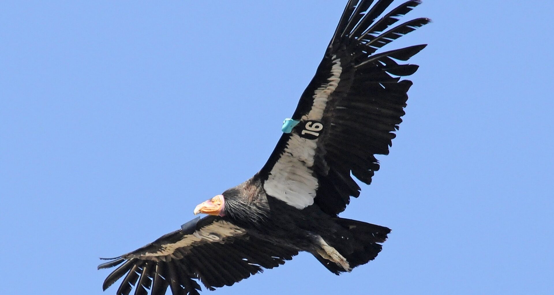 California condors still dying from lead despite decades of bans