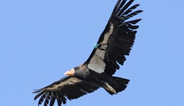 California condors still dying from lead despite decades of bans