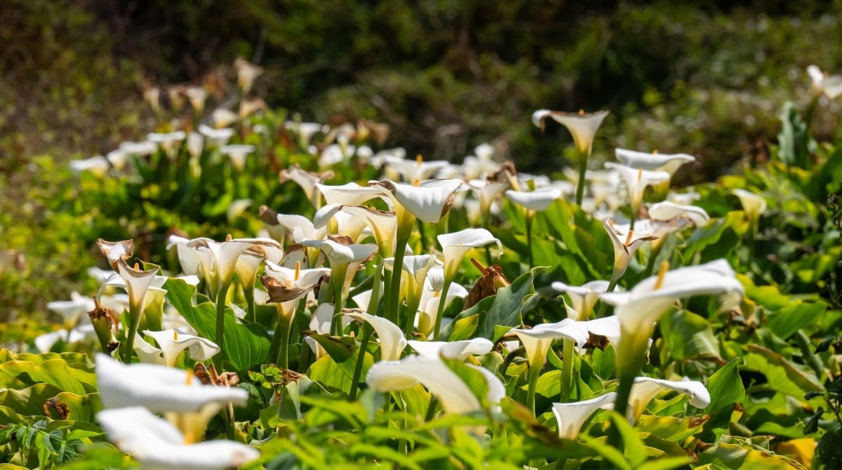 Representative picture of Calla Lily Valley at the Garrapata State Park. Image Source: KellyvanDellen/Canva