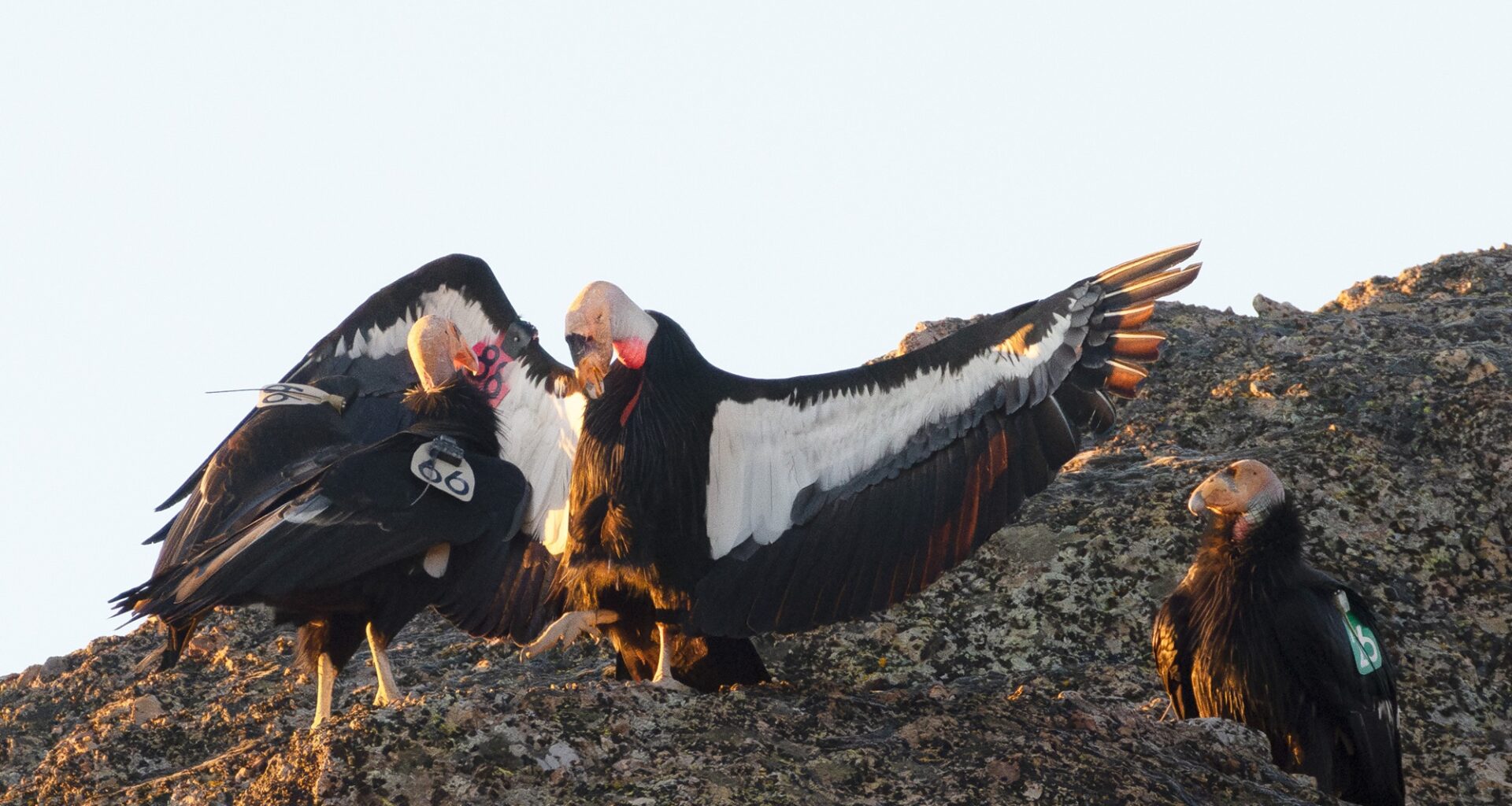 California Condors Are Still Dying — Despite a Lead Ammo Ban