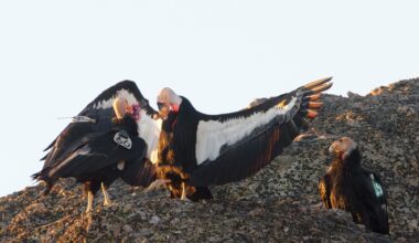 California Condors Are Still Dying — Despite a Lead Ammo Ban