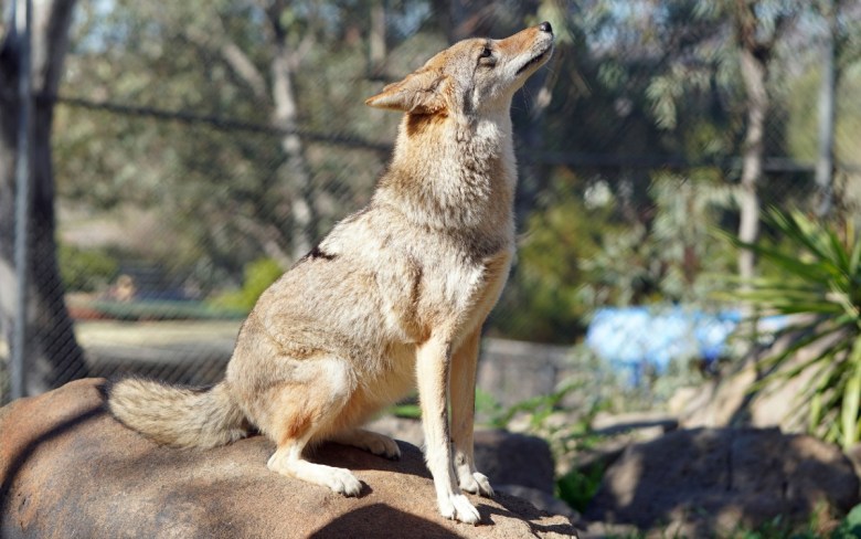 Coyote sitting on a rock with its head raised, in an outdoor setting with blurred greenery in the background.