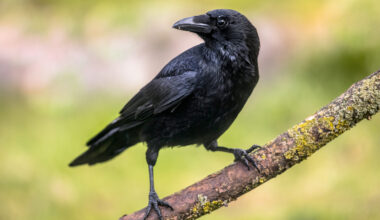Crow sitting on tree branch.