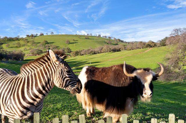 The property’s private animal collection includes east African plains zebras, African Watusi cattle and sulcata tortoises — and the animals are included in the sale.