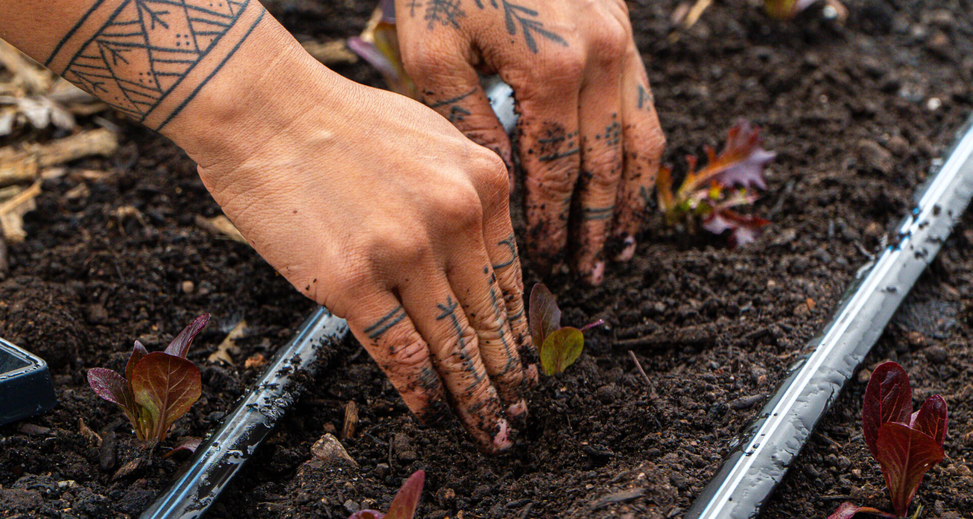 planting a crop in the soil