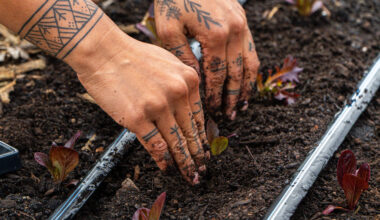 planting a crop in the soil