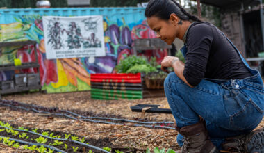 Woman looking at crops