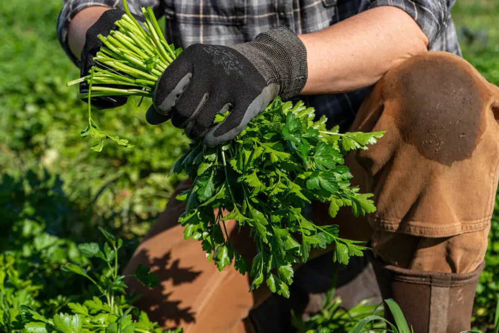 Harvesting at Soil Born Farms