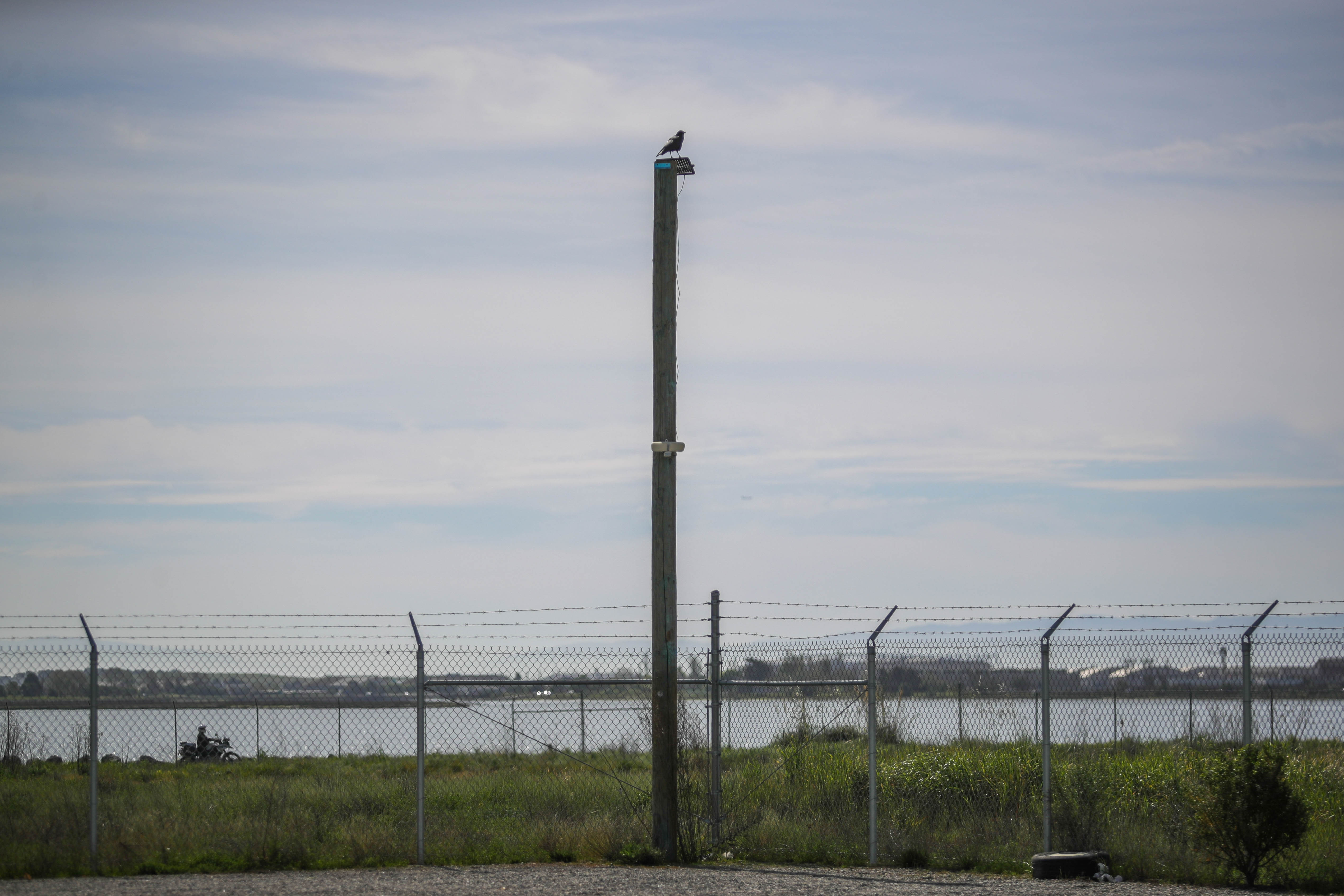 A bird perches on a pole at the planned Tidewater...