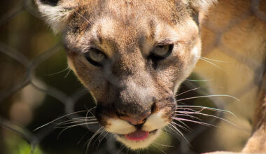 Mountain Lion Deaths Raise Concern in Orange County