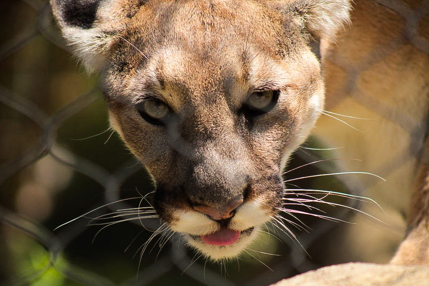 Mountain Lion Deaths Raise Concern in Orange County