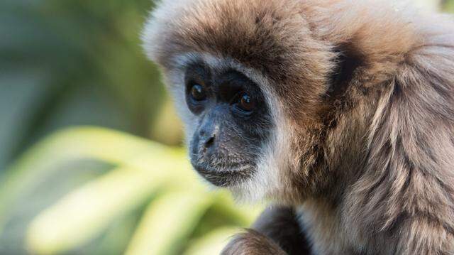 Ewell, the white-handed gibbon, was euthanized last Thursday.