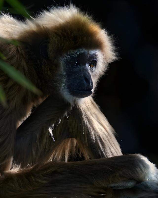 Ewell, the white-handed gibbon, had been at zoo since 1976.