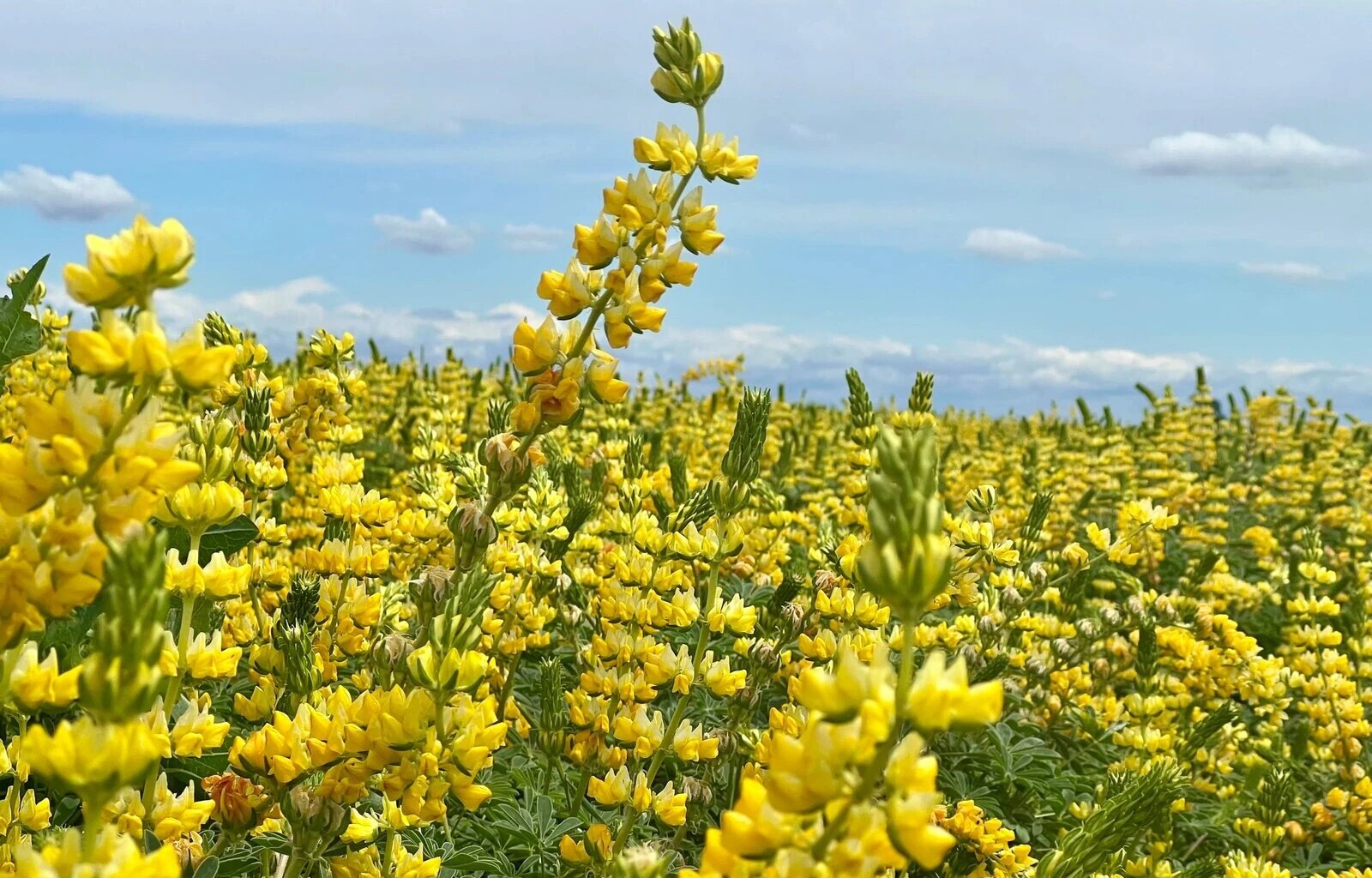 The Native Seed Farm Safeguarding California's Future