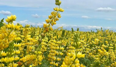 The Native Seed Farm Safeguarding California's Future