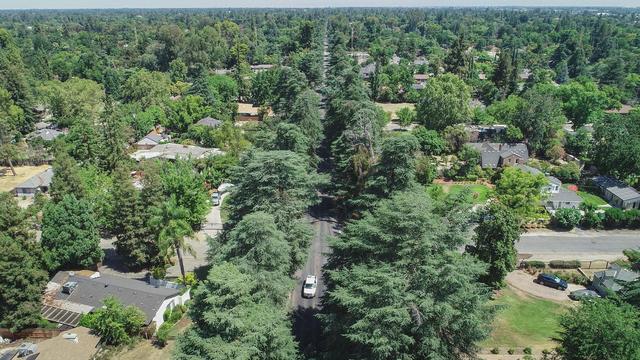 Van Ness Boulevard in Old Fig Garden, also known as Christmas Tree Lane, is known for its towering deodar cedar trees covered in lighting during the holidays. It is one of the areas of greater Fresno with the most dense tree growth.
