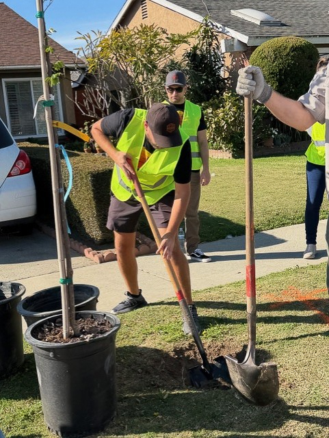 Employees from Long Beach Container Terminal planted 31 trees in...