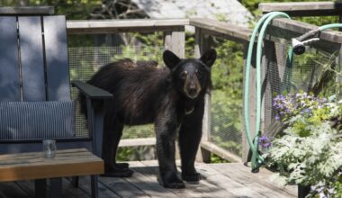 Burly Burglar Raids California Kitchen
