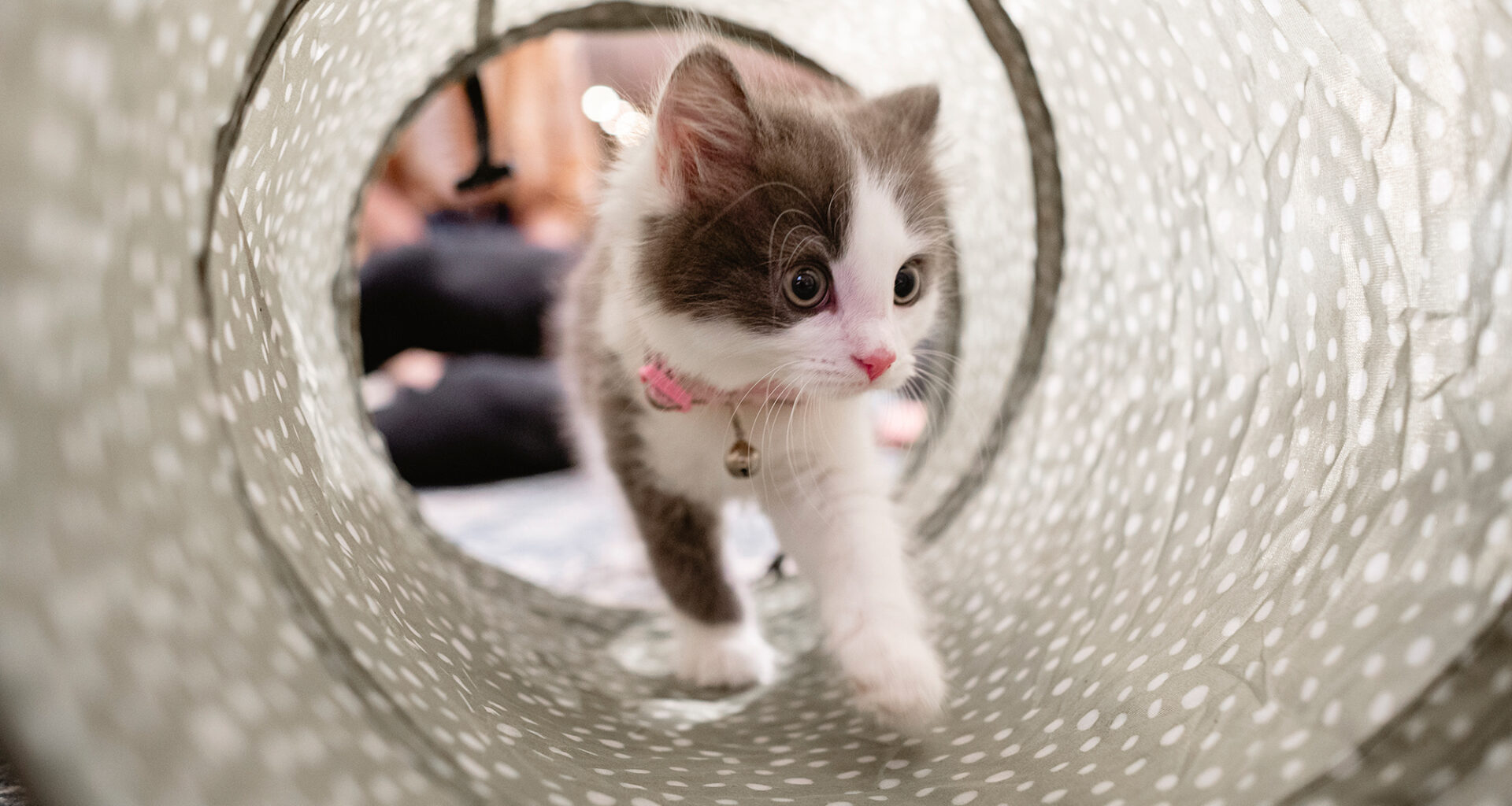 A small grey and white kitten with a pink leash walking through a toy tunnel, looking trepidatious