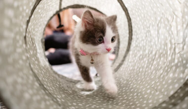 A small grey and white kitten with a pink leash walking through a toy tunnel, looking trepidatious