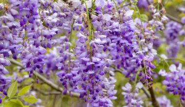Wisteria is bringing purple panache, and a famous fest, to Southern California – NBC Los Angeles